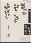 Foto von Salix aurita L. x Salix lapponum L.